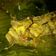 Cooksnap dari maya lesmana untuk resep Pepes Otak Sapi