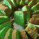 Cooksnap dari Siti Hapsah Zubaidah untuk resep Bolu Pandan Panggang Simpel