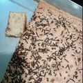 Cooksnap dari Bunda Faris Arrazi untuk resep Bolu pisang ambon panggang