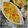 Swati Bharadwaj's cooksnap of when they made কাজু পনির (Kaju paneer recipe in Bengali).