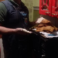 El cooksnap de Rodrigo Vera cuando hizo Empanadas de Jurel y Pimentones Rojos 🥟.