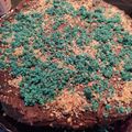Cooksnap από 'Αννα Μαρία στη συνταγή Τούρτα Κορμό