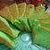Cooksnap dari Mom BeneMikh 👩‍🍳 untuk resep Chiffon cake pandan