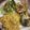 El cooksnap de Allison Segura cuando hizo Chayote con queso envuelto en huevo.