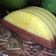 Cooksnap dari Pawon Naura untuk resep Puding alpukat chocolatos