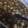 Cooksnap dari Esti Puspitasari untuk resep Jenang Grendul/Biji Salak