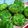 Cooksnap dari Yuyun Yudhaningsih untuk resep Go Green Cookies