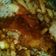 Cooksnap dari Tri S Dewi Kartika untuk resep Steak Tempe with Mashed Potato