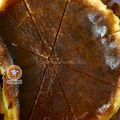 Cooksnap Dapur Yusfarisyia semasa beliau membuat Burnt Cheesecake.