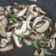 Cooksnap dari Nurina Widyastutie untuk resep Tumis Shitake& daun pre Kilat