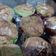 Cooksnap dari Lucia Lanny untuk resep Bolu Pandan Lembut 4 telur (All In One Method)