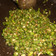 Cooksnap dari Asri Irwan untuk resep Pencok Kacang Pendek