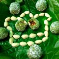 Ishwari Mankad's cooksnap of when they made નાગરવેલ ના પાન નો કોન (Betel Leaf Cone Recipe In Gujarati).