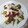 El cooksnap de maria cuando hizo Brócoli y Coliflor con Salsa de Patatas y Queso.