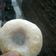 Cooksnap dari softcookie untuk resep Donat ala J.Co