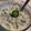 Aruna Jain's cooksnap of when they made કાકડી નું રાઇતું (Cucumber Raita Recipe In Gujarati).