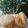 Nessa620's cooksnap of when they made Garlic Ham n Cheese Biscuits.