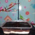 Cooksnap dari hotchocominty untuk resep Dessert box turkish (kukus)