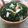 Lesley Pulsipher's cooksnap of when they made Kale Citrus Salad.