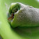 Cooksnap dari ika madayanti untuk resep Matcha Towel Crepe Roll Cake