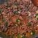 Cooksnap dari Putri Mayan Kalingi untuk resep Tumis Sapi Cabe Ijo (hokben)