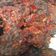 Cooksnap dari Zarra untuk resep Balado paru sapi