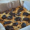 Fabio's cooksnap of when they made Pear, Hazelnut & Bournville Dark Chocolate Crumble 🍐🍫.