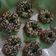 Cooksnap dari Wiwik untuk resep Donat Goreng lembut tanpa kentang