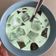 Cooksnap dari Fizha untuk resep Buko pandan keto friendly