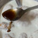 Yutika sachdeva का कुकस्नैप जब उन्होंने कुट्टू के दही बड़े (Kuttu ke dahi vade recipe in hindi) बनाया था।