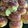 Сooksnap від Nata_Kalina, який(а) приготував(ла) Булочки с куркумой и изюмом.