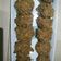 El cooksnap de Agata cuando hizo Galletas de avena y zanahoria.