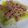 El cooksnap de Salomea Bircu cuando hizo Ensalada de puerros y atún.