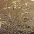 El cooksnap de Virginia Gorg cuando hizo Brownie de porotos negros.