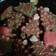 El cooksnap de malejandra008 cuando hizo Galletitas navideñas de jengibre y chocolate.