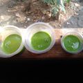Cooksnap dari Devi Yuliastanti untuk resep Puding Bayam Sederhana