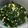 Cooksnap dari Jennie untuk resep Tumis Daun Katuk