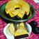 Cooksnap dari Ficha Sabrina untuk resep Puding regal