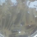 Cooksnap dari AGREY_YNA untuk resep Ice white coffee cincau #BikinRamadhanBerkesan