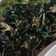 Cooksnap dari @cicifera untuk resep Tumis Daun Pepaya dan Daun Singkong
