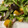 El cooksnap de Laura Cotter cuando hizo Ensalada de naranja y dátiles al estilo marroquí.
