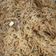 Cooksnap dari iis dwi cahyanti untuk resep Bihun Goreng Jawa