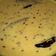  Chef Richa pathak. का कुकस्नैप जब उन्होंने बेसन कढ़ी (besan kadhi recipe in Hindi) बनाया था।