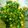 Shital Jataniya's cooksnap of when they made લીલા લસણ નુ શાક (Green Garlic Sabji Recipe In Gujarati).