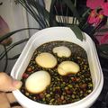 Cooksnap của Thanhh Longg khi họ làm theo món Trứng ngâm nước tương