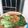 Cooksnap dari mama Arkan Khawla untuk resep Pokcoy Garlic Chinese
