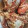 Cooksnap dari EMK untuk resep Kepiting saos padang