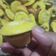 Cooksnap dari Lilis Astuti untuk resep Pukis Mini Empuk Lembut Anti Gagal dan Gampang Bikinnya