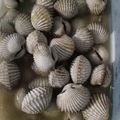 Cooksnap dari Winda Mel untuk resep Soup kerang dara
