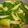 Cooksnap MocQue semasa beliau membuat Sup Sawi Jepun / Pak Choy Simple.